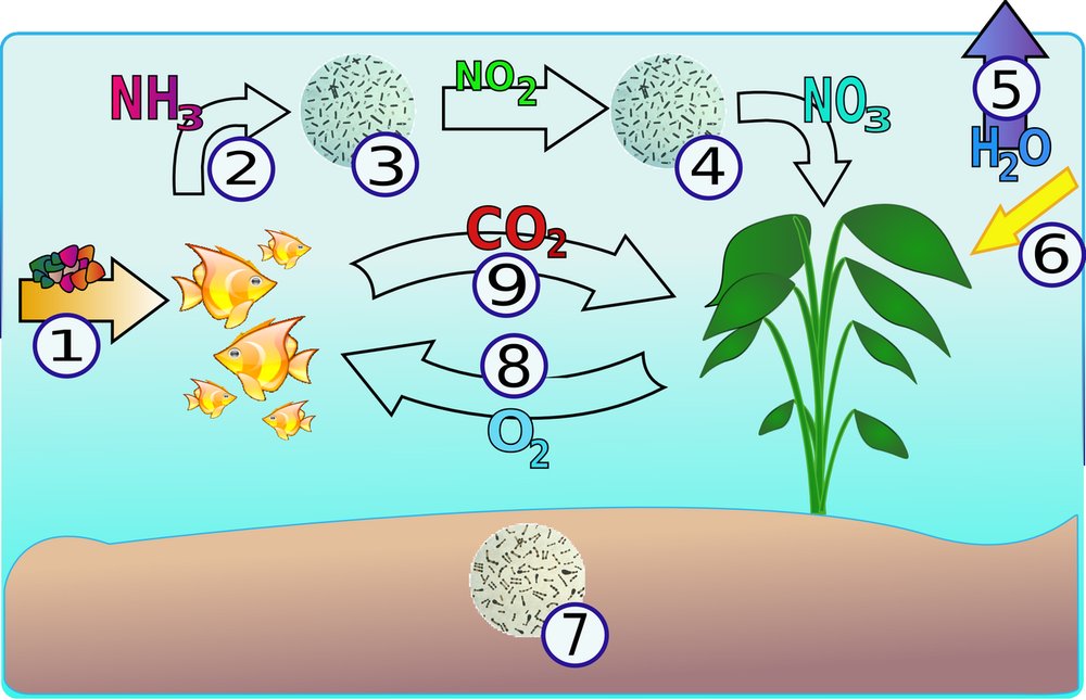 Diagram of the aquarium nitrogen cycle: fish produce ammonia, bacteria turn it into nitrite and then nitrate, which plants use