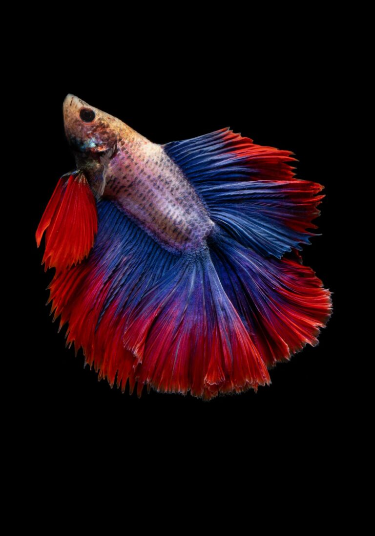 A red and blue halfmoon betta fish with its fins spread against a black background