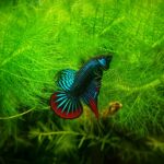 Blue and red betta fish swimming among green aquarium plants