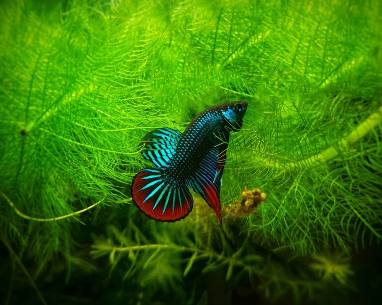 Blue and red betta fish swimming among green aquarium plants