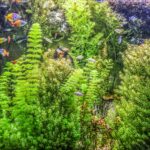 Densely planted aquarium with green stem plants and small colorful fish