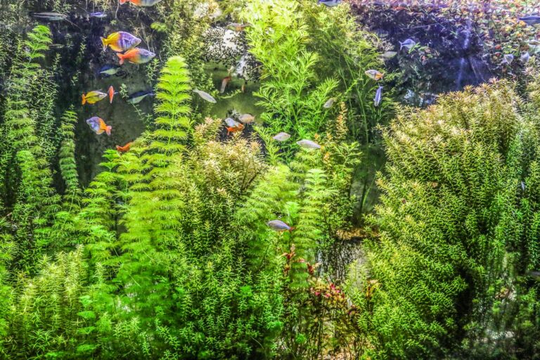 Densely planted aquarium with green stem plants and small colorful fish