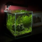A small planted freshwater nano aquarium with a clip-on light and filter