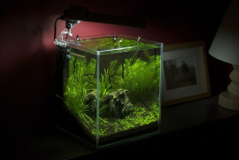 A small planted freshwater nano aquarium with a clip-on light and filter