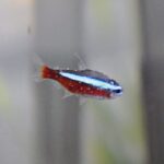 A cardinal tetra covered in small white ich spots