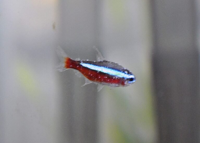 A cardinal tetra covered in small white ich spots