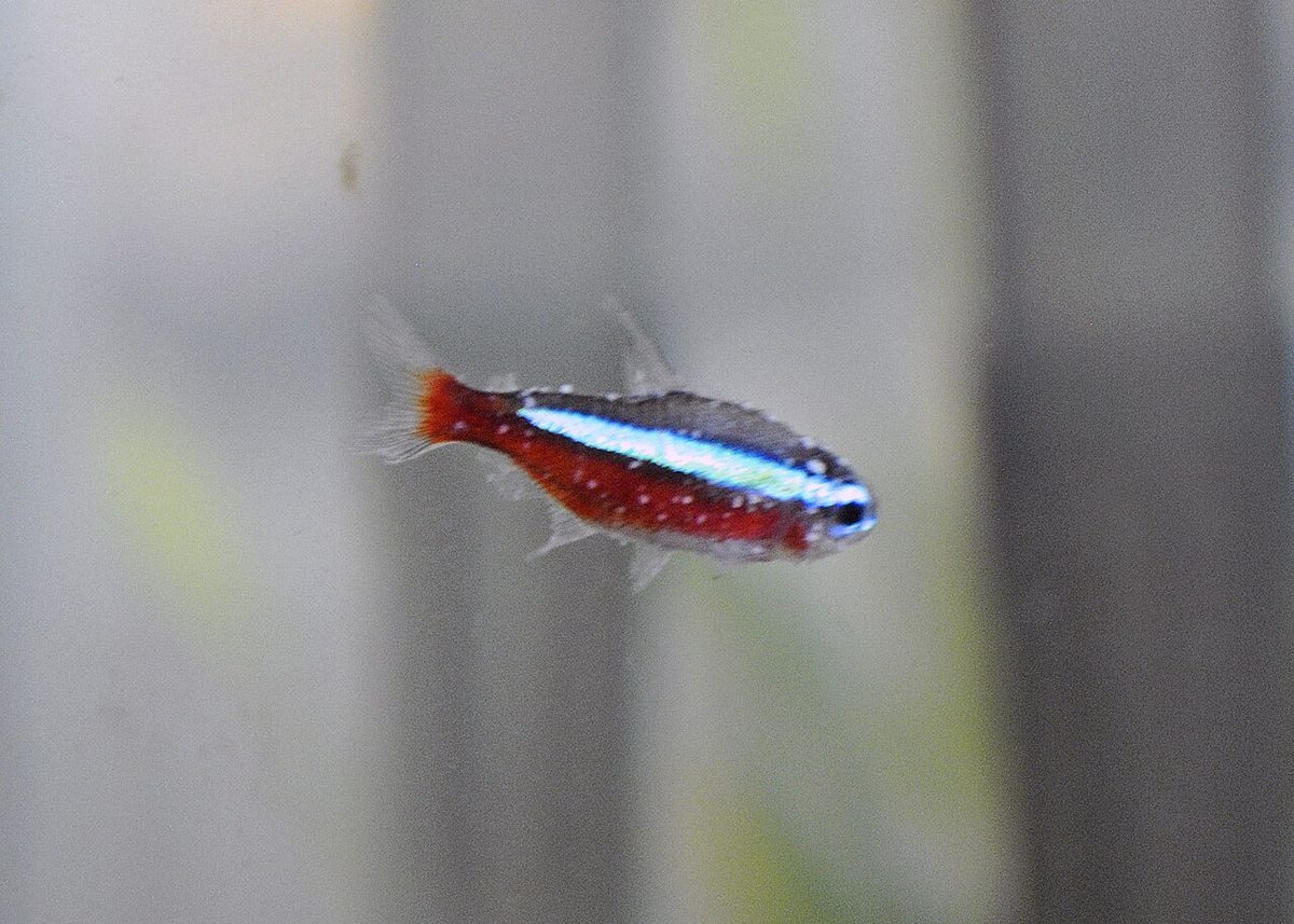 A cardinal tetra covered in small white ich spots