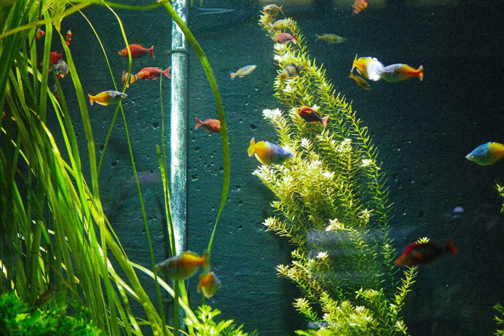 A freshwater aquarium with tall green plants and small colorful fish