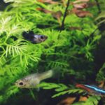 Small fish swimming through dense green aquarium plants