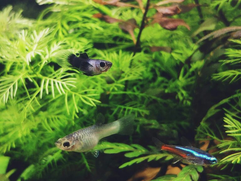 Small fish swimming through dense green aquarium plants