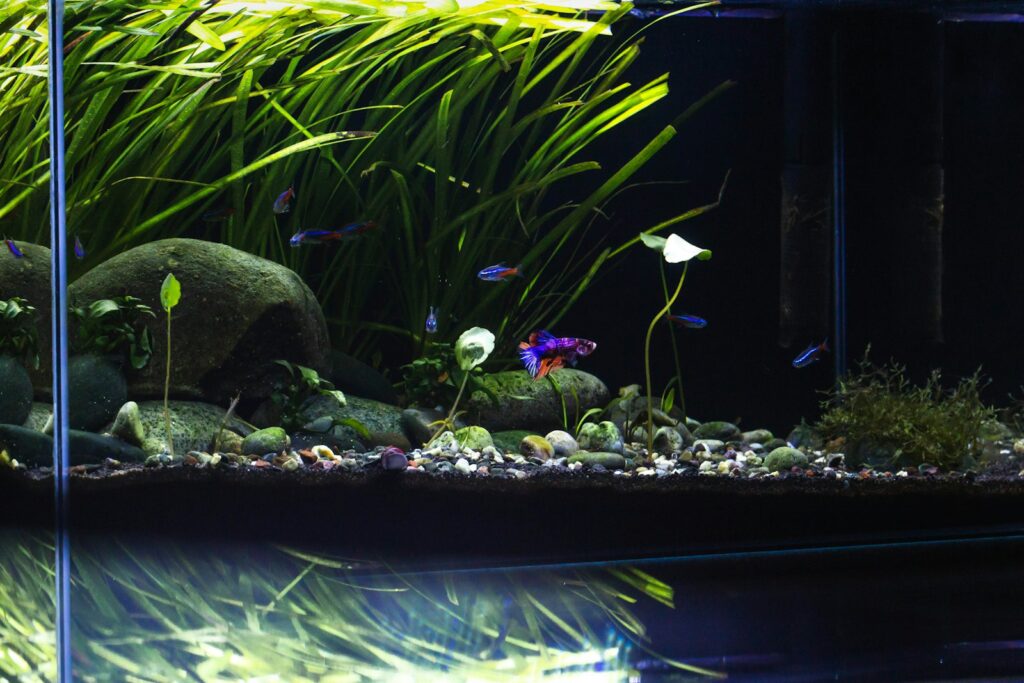 Planted aquarium with rocks and tall grasses, the kind of tank where an aquarium CO2 system is often used