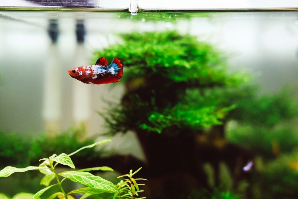 Betta fish tank setup with live plants and a red and blue betta