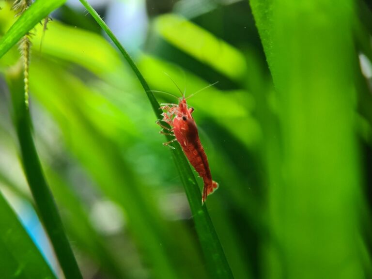 A red cherry shrimp climbing a green aquarium plant leaf