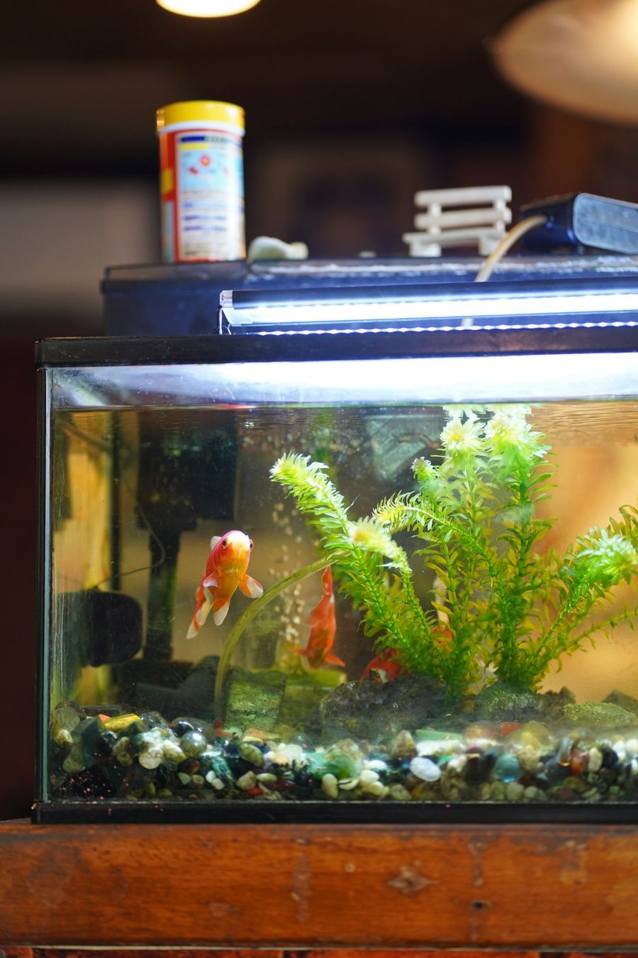 A small goldfish aquarium with a light bar on top, in a warmly lit room